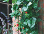 Découvrez notre tutoriel pour cultiver des fraises dans un mini potager vertical en recyclant des sacs de terreau vides !