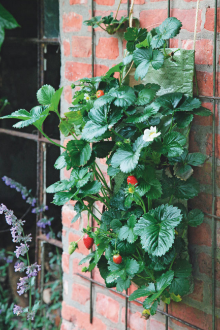 cultiver des fraises