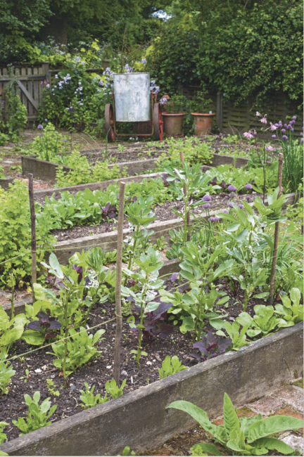 comment et pourquoi utiliser les engrais au jardin et au potager