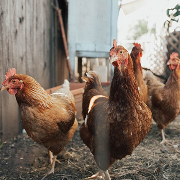 5 bonnes raisons d'adopter des poules