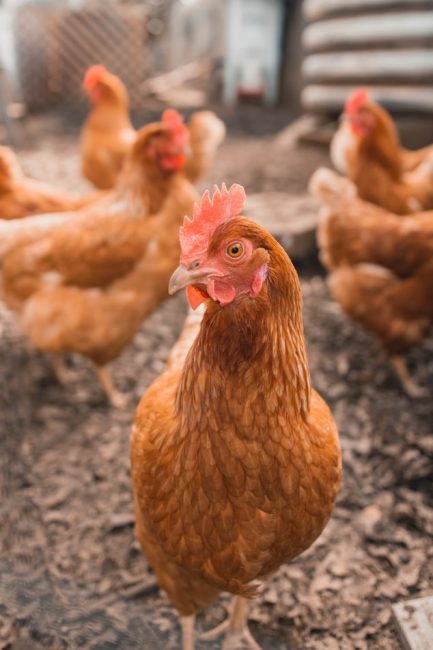 5 bonnes raisons d'adopter des poules