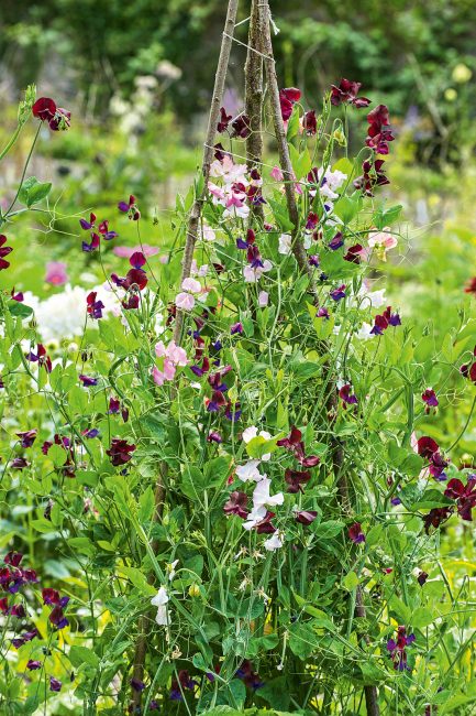 Fleurs grimpantes à planter dans votre jardin