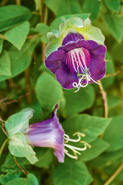 Fleurs grimpantes d'été à planter dans son jardin