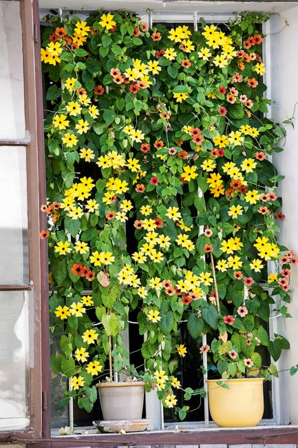 Fleurs grimpantes d'été à planter dans son jardin