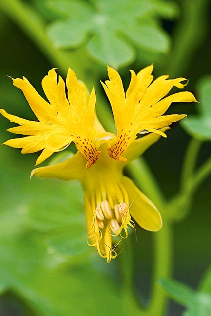 Fleurs grimpantes d'été à planter dans son jardin