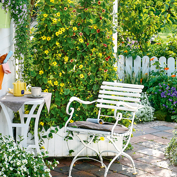 Fleurs grimpantes à planter dans son jardin