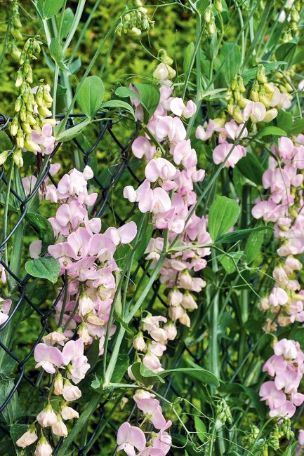 Fleurs grimpantes d'été à planter dans son jardin