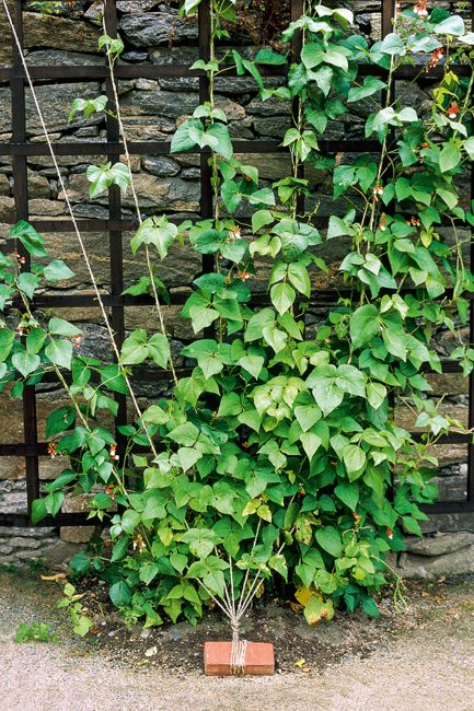 Fleurs grimpantes d'été à planter dans son jardin