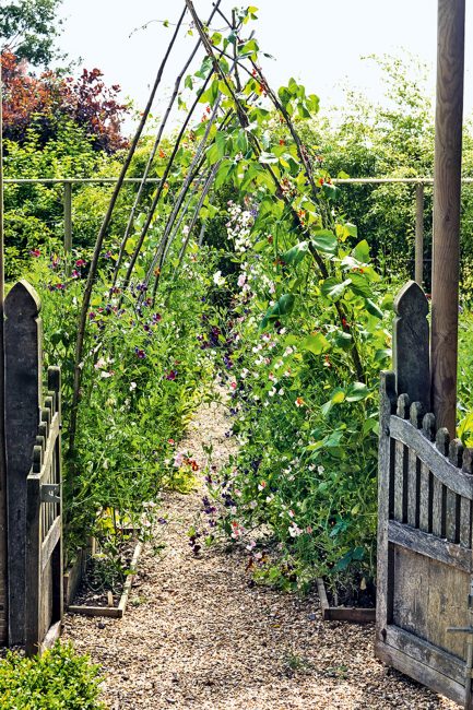 Fleurs grimpantes d'été à planter dans son jardin