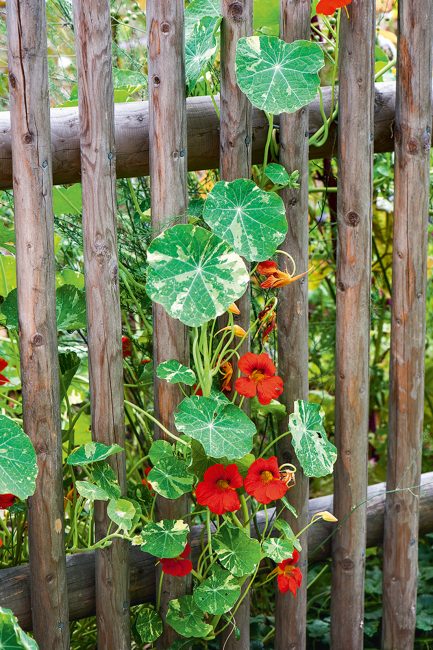 Fleurs grimpantes d'été à planter dans son jardin