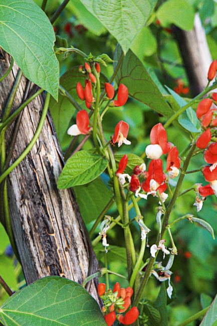 Fleurs grimpantes d'été à planter dans son jardin