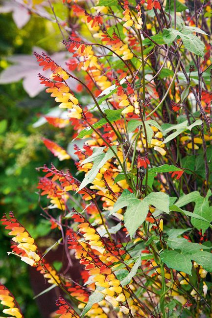 Fleurs grimpantes d'été à planter dans son jardin