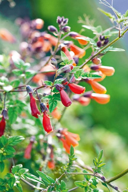 Fleurs grimpantes d'été à planter dans son jardin