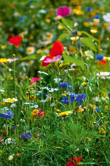 La permaculture : tout savoir sur la méthode de culture qui monte