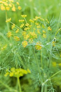 Jardin d'herbes : 12 aromatiques indispensables à planter dans son jardin