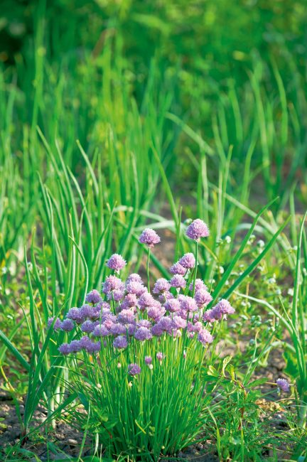 Jardin d'herbes : 12 aromatiques indispensables à planter dans son jardin