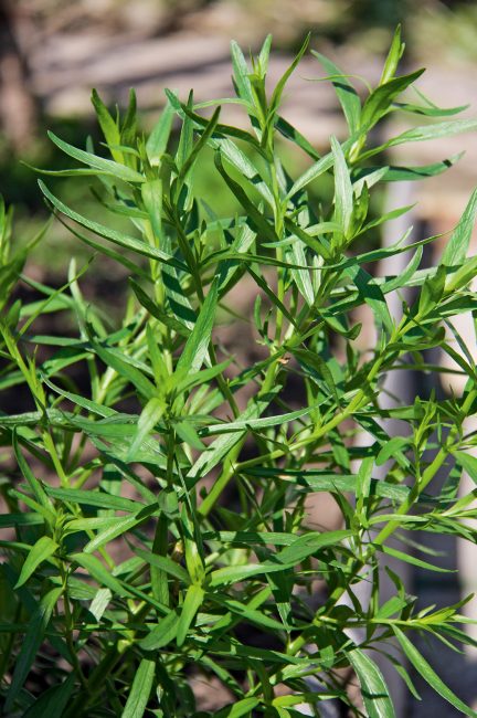 Jardin d'herbes : 12 aromatiques indispensables à planter dans son jardin