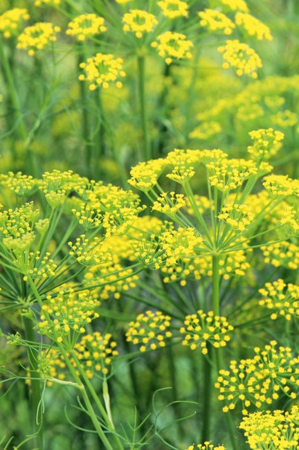 Jardin d'herbes : 12 aromatiques indispensables à planter dans son jardin