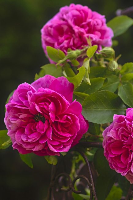 Quelles roses planter dans son jardin d'été