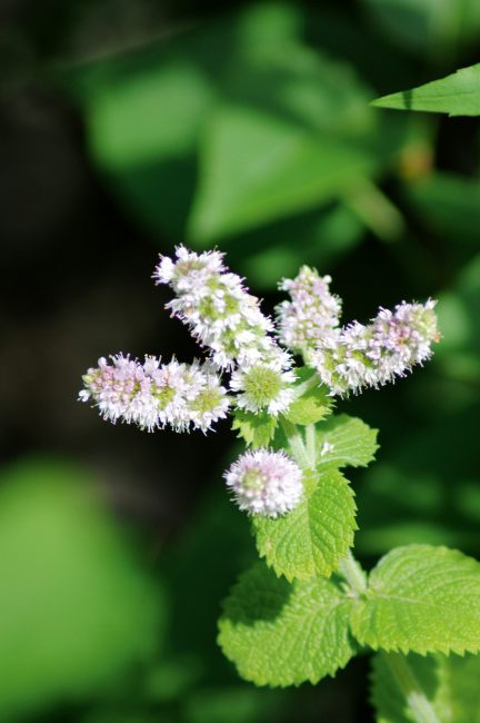 Jardin d'herbes : 12 aromatiques indispensables à planter dans son jardin