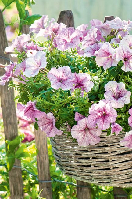 Potées fleuries : 10 idées de pots suspendus pour décorer le jardin