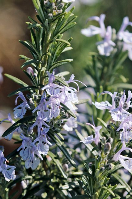 Jardin d'herbes : 12 aromatiques indispensables à planter dans son jardin