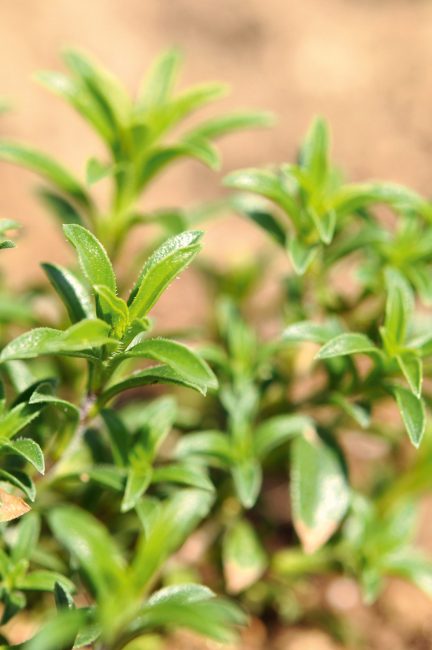 Jardin d'herbes : 12 aromatiques indispensables à planter dans son jardin