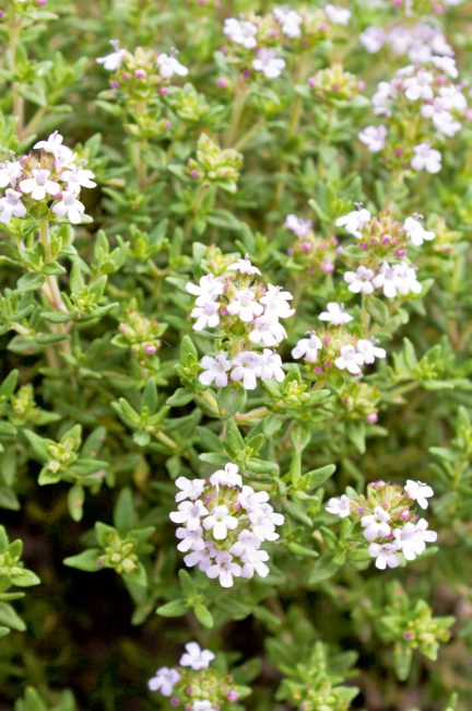 Jardin d'herbes : 12 aromatiques indispensables à planter dans son jardin