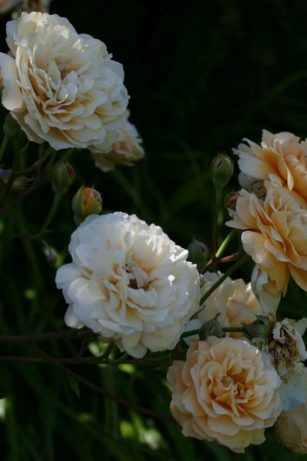 Quelles roses planter dans son jardin d'été