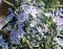 Jardin d'herbes : 12 aromatiques indispensables à planter dans son jardin