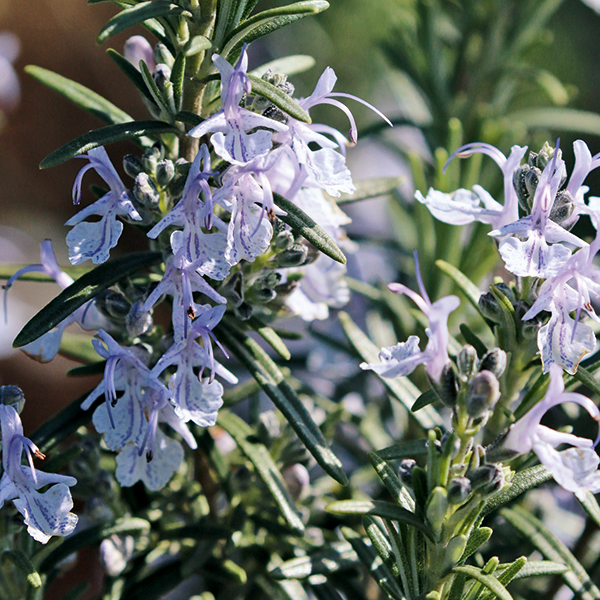 Jardin d'herbes : 12 aromatiques indispensables à planter dans son jardin