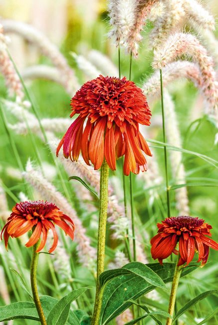 L'échinacée, cette fleur d'automne