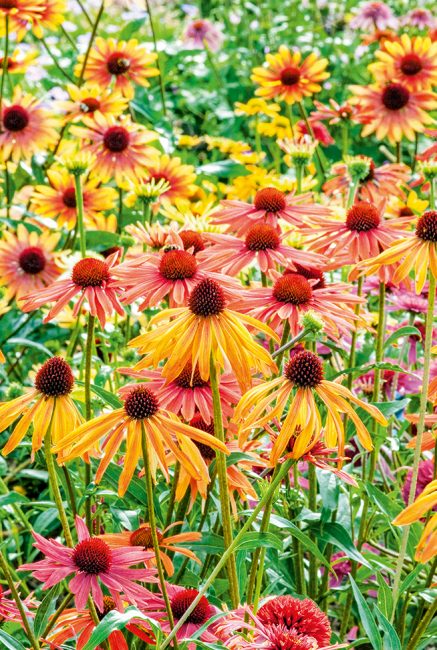 L'échinacée, cette fleur d'automne