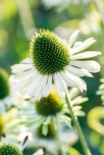 L'échinacée, cette fleur d'automne