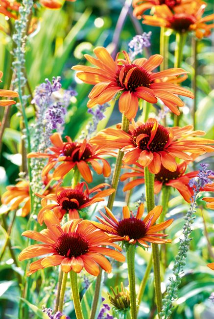 L'échinacée, cette fleur d'automne