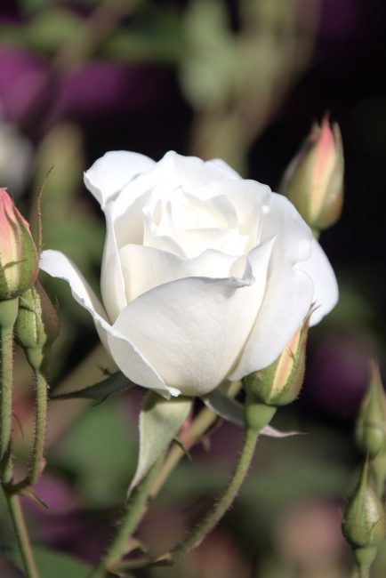 Quelles roses planter dans son jardin d'été