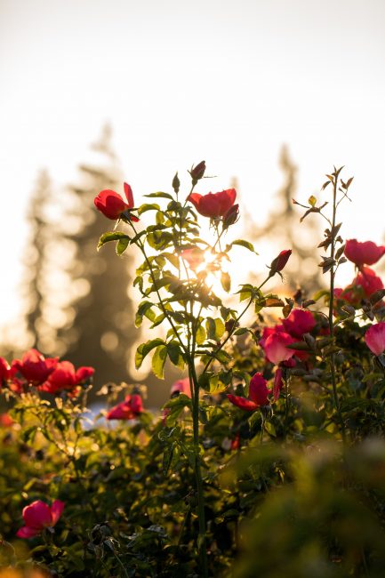 Quelles roses planter dans son jardin d'été