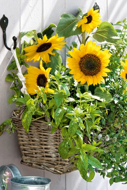 Potées fleuries : 10 idées de pots suspendus pour décorer le jardin