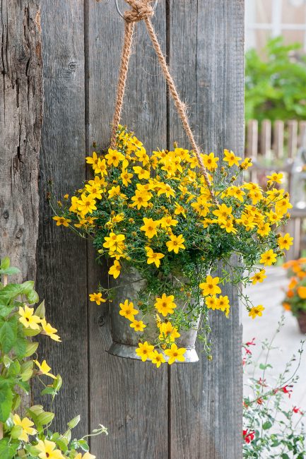 Potées fleuries : 10 idées de pots suspendus pour décorer le jardin