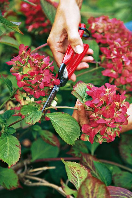 DIY : tuto facile pour fabriquer une couronne avec des fleurs d'hortentia