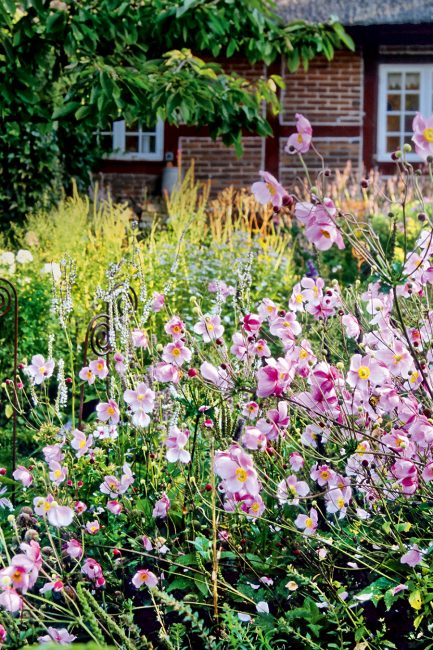 L'anémone : cette élégante fleur d'automne à planter dans son jardin