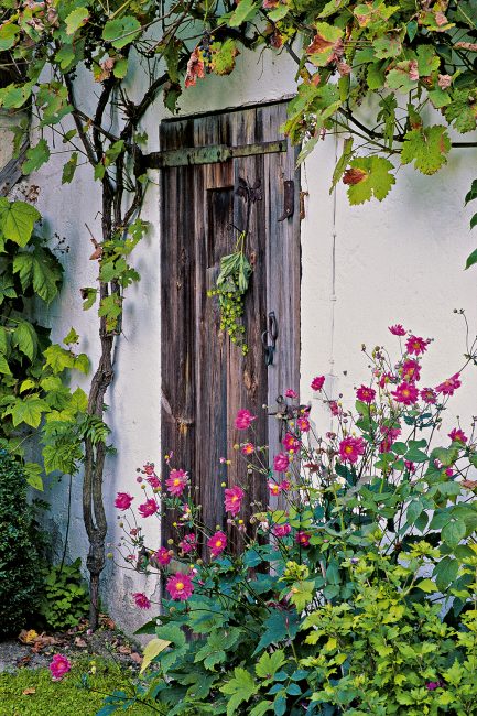 L'anémone, cette fleur d'automne à planter dans votre jardin