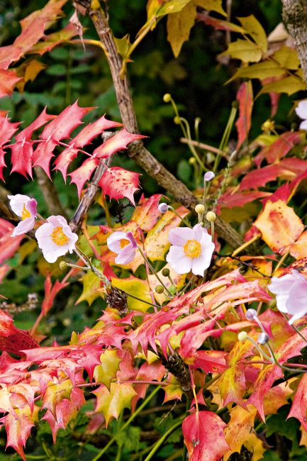 L'anémone, cette fleur d'automne à planter dans votre jardin