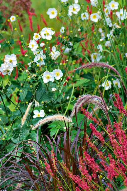 L'anémone, cette fleur d'automne à planter dans votre jardin