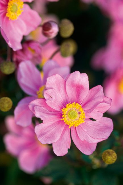 L'anémone, cette fleur d'automne à planter dans votre jardin