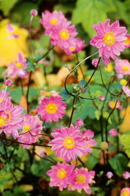 L'anémone, cette fleur d'automne à planter dans votre jardin