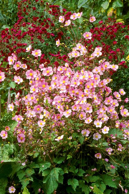 L'anémone, cette fleur d'automne à planter dans votre jardin