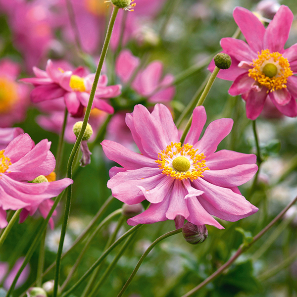 L'anémone, cette fleur d'automne à planter dans votre jardin