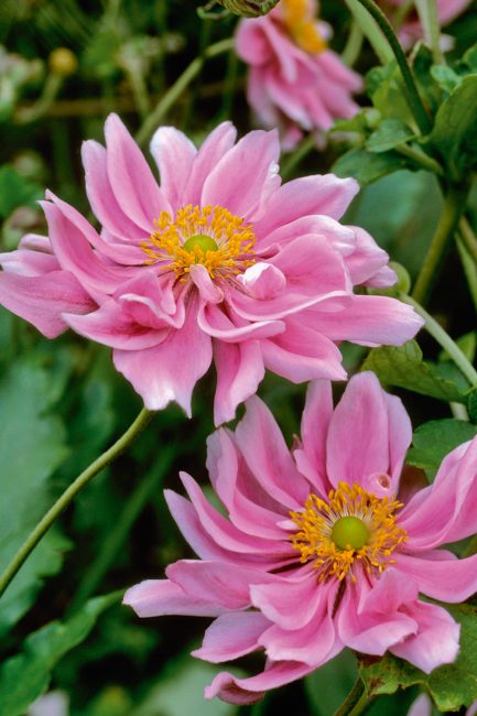 L'anémone, cette fleur d'automne à planter dans votre jardin