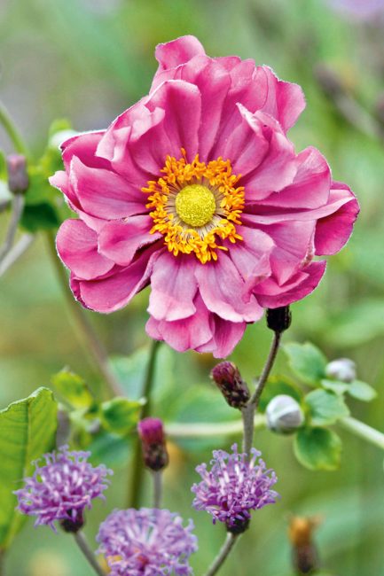 L'anémone, cette fleur d'automne à planter dans votre jardin